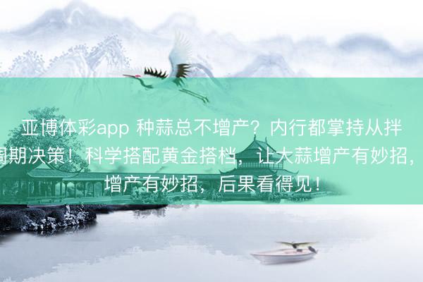 亚博体彩app 种蒜总不增产？内行都掌持从拌种到得益全周期决策！科学搭配黄金搭档，让大蒜增产有妙招，后果看得见！